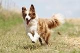 BORDER COLLIE 691